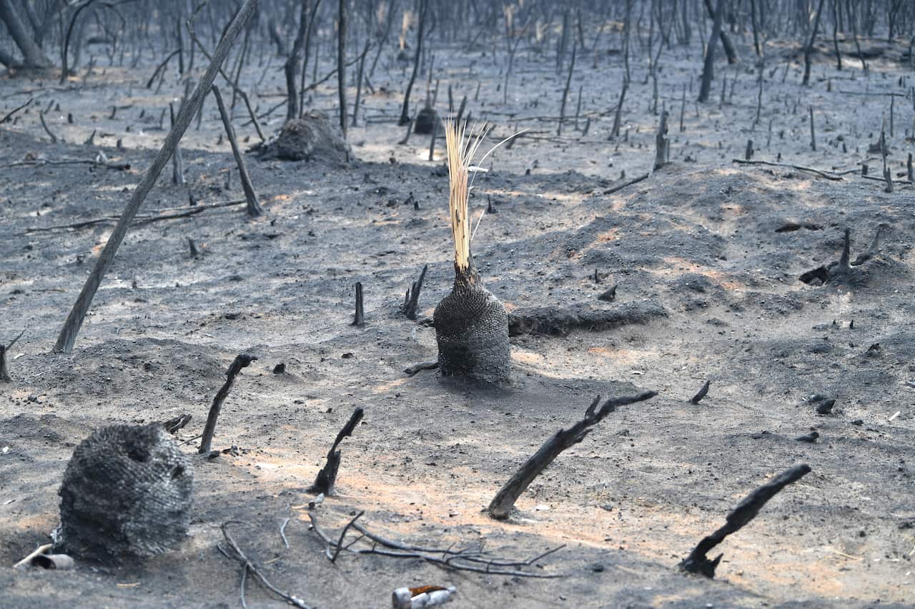A general view of the damage done to the area around Parndana after bushfires swept through on Kangaroo Island, southwest of Adelaide.