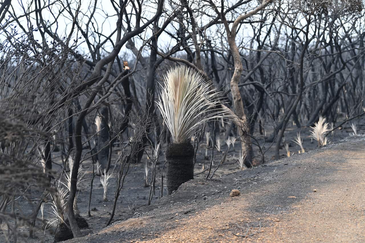 A general view of the damage done to the area around Parndana after bushfires swept through on Kangaroo Island, southwest of Adelaide.