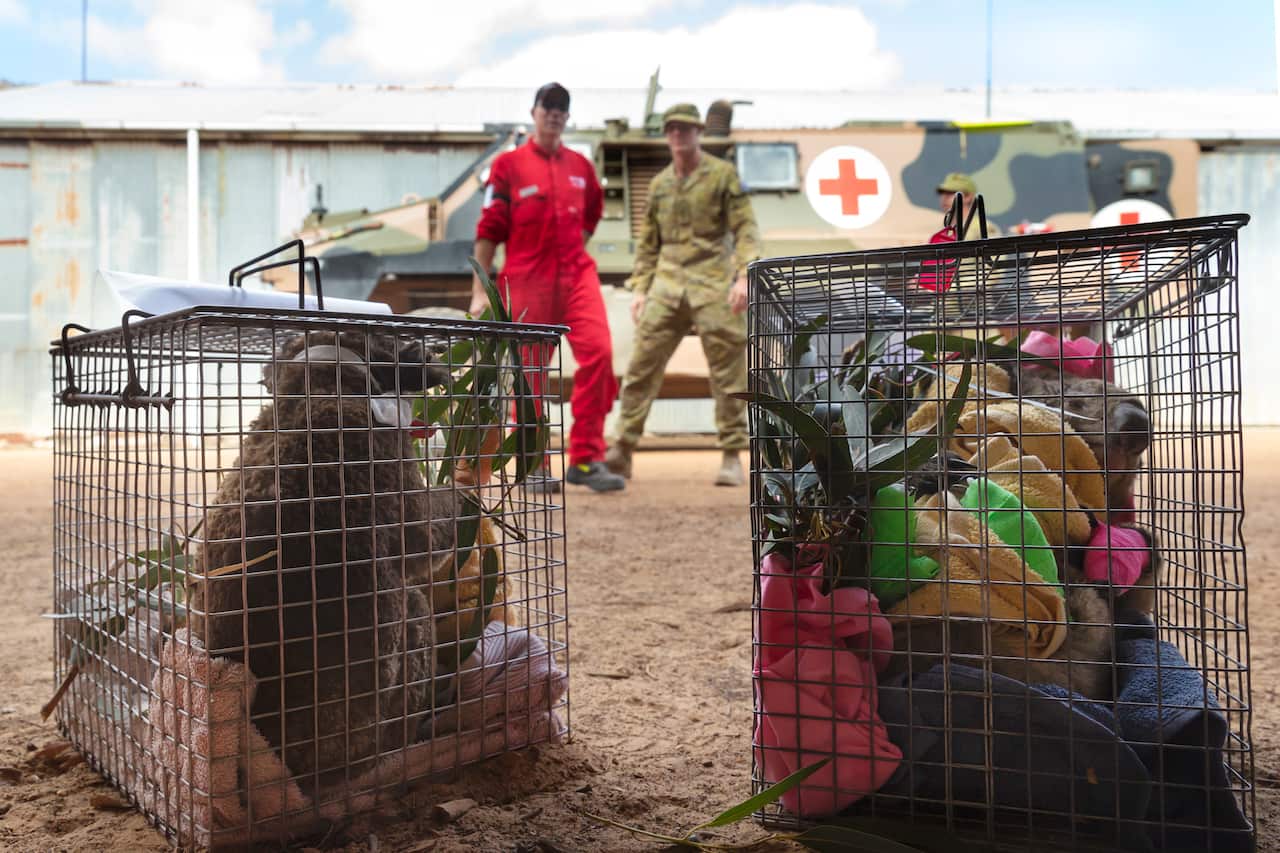Injured koalas rescued by the Australian Army soldiers, New Zealand Army sappers and RSPCA members are transported from the Hanson Wildlife Sanctuary.
