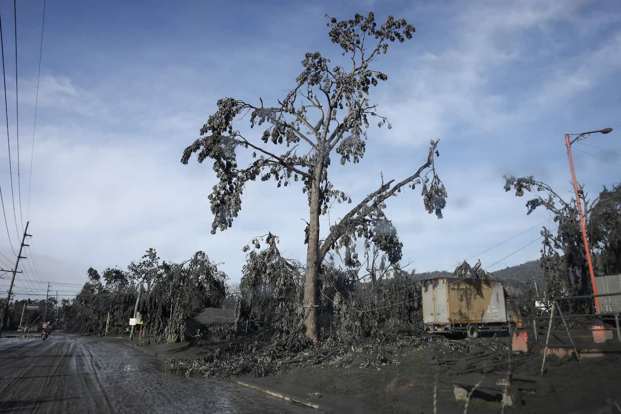 A damaged tree is seen after a volcano eruption in Talisay, Batangas, Philippines.
