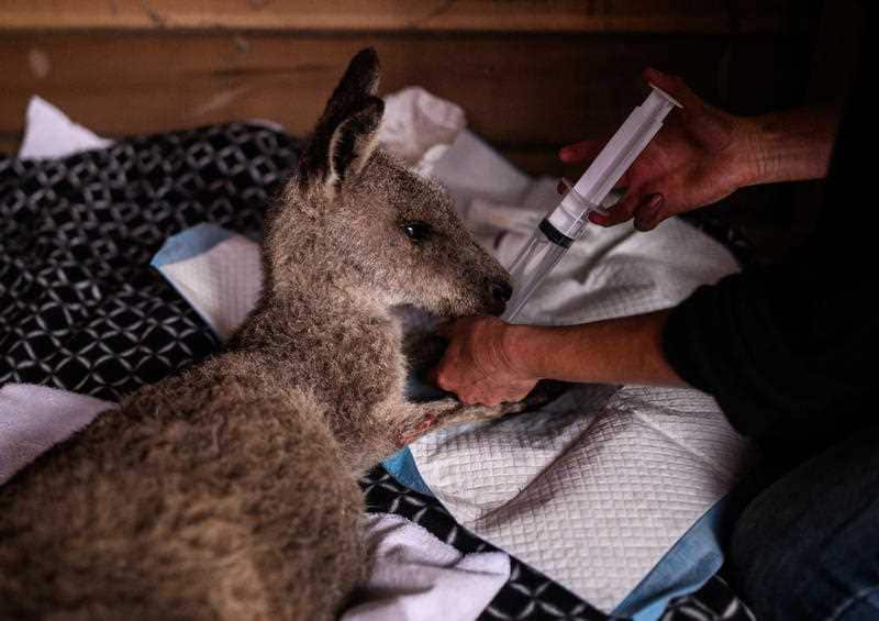 A young and injured kangaroo is cared for in Cobargo, NSW, Thursday, January 16, 2020