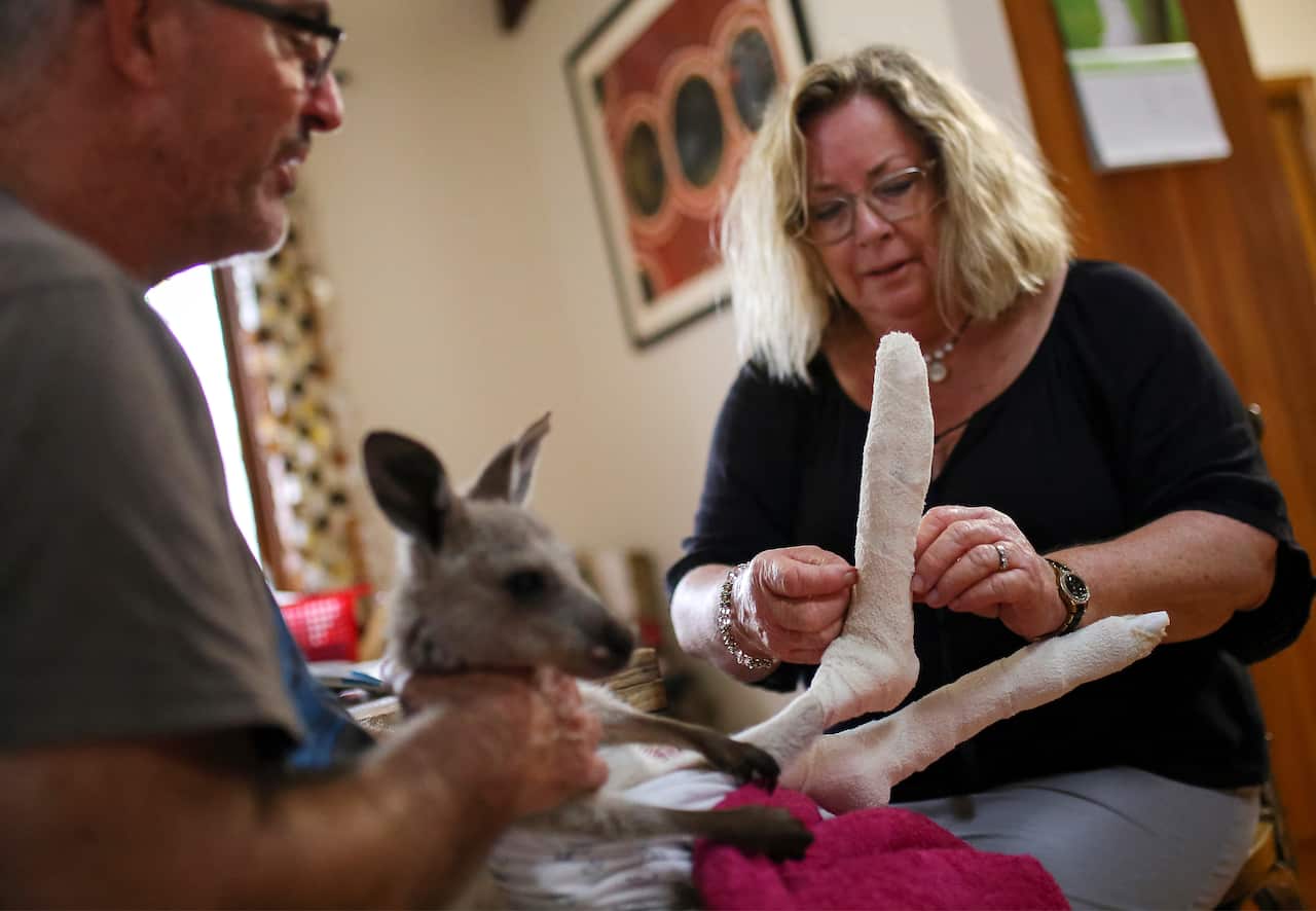 Qantas, an orphaned Eastern Grey Kangaroo joey whose feet were burned in recent bushfires, has his bandages changed by WIRES Carers Kevin and Lorita Clapson.