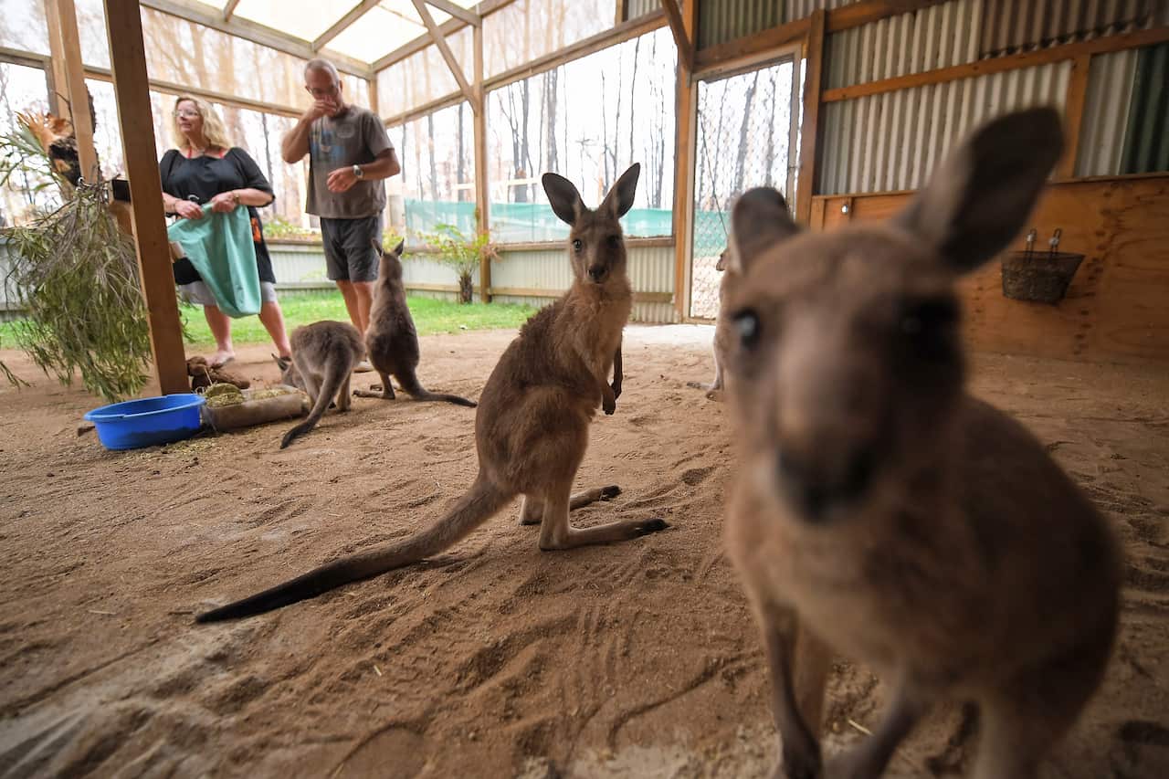 WIRES Carers Kevin and Lorita Clapson with orphaned, fire-impacted, pouch-rescued Eastern Grey Kangaroo joeys at their property in East Lynne, South of Sydney.