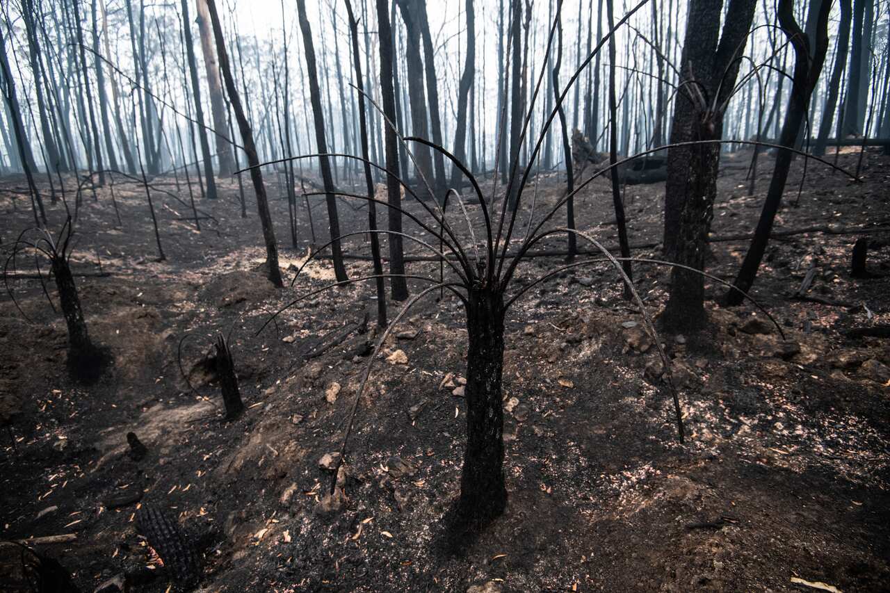 Burnt-out bushland on the outskirts of Cobargo, NSW.