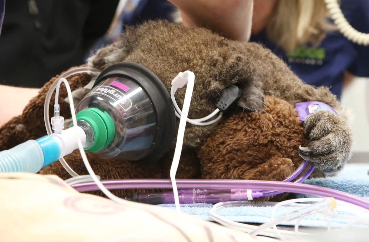 Jeremy, a young koala recovering from injuries that was rescued from the Victorian bushfires near Mallacoota, is worked on by the Healesville veterinarian team in Healsville, Victoria, Thursday, January 23, 2020