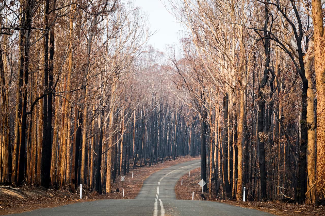 Hundreds of species are now at risk of extinction following the summer's bushfires. 