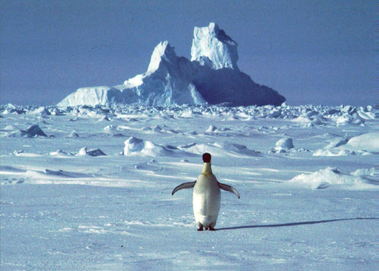The temperature in northern Antarctica hit nearly 18.3 degrees Celsius.