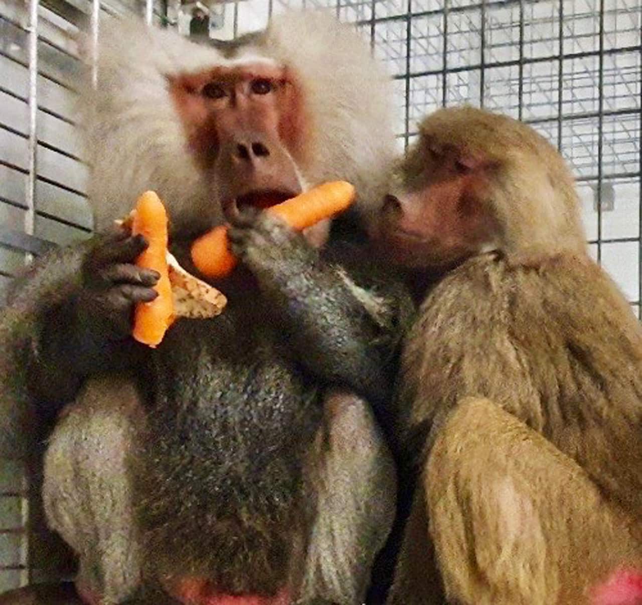 A 15-year-old baboon and his two female  companions escaped while being transported to the hospital's animal research facility.