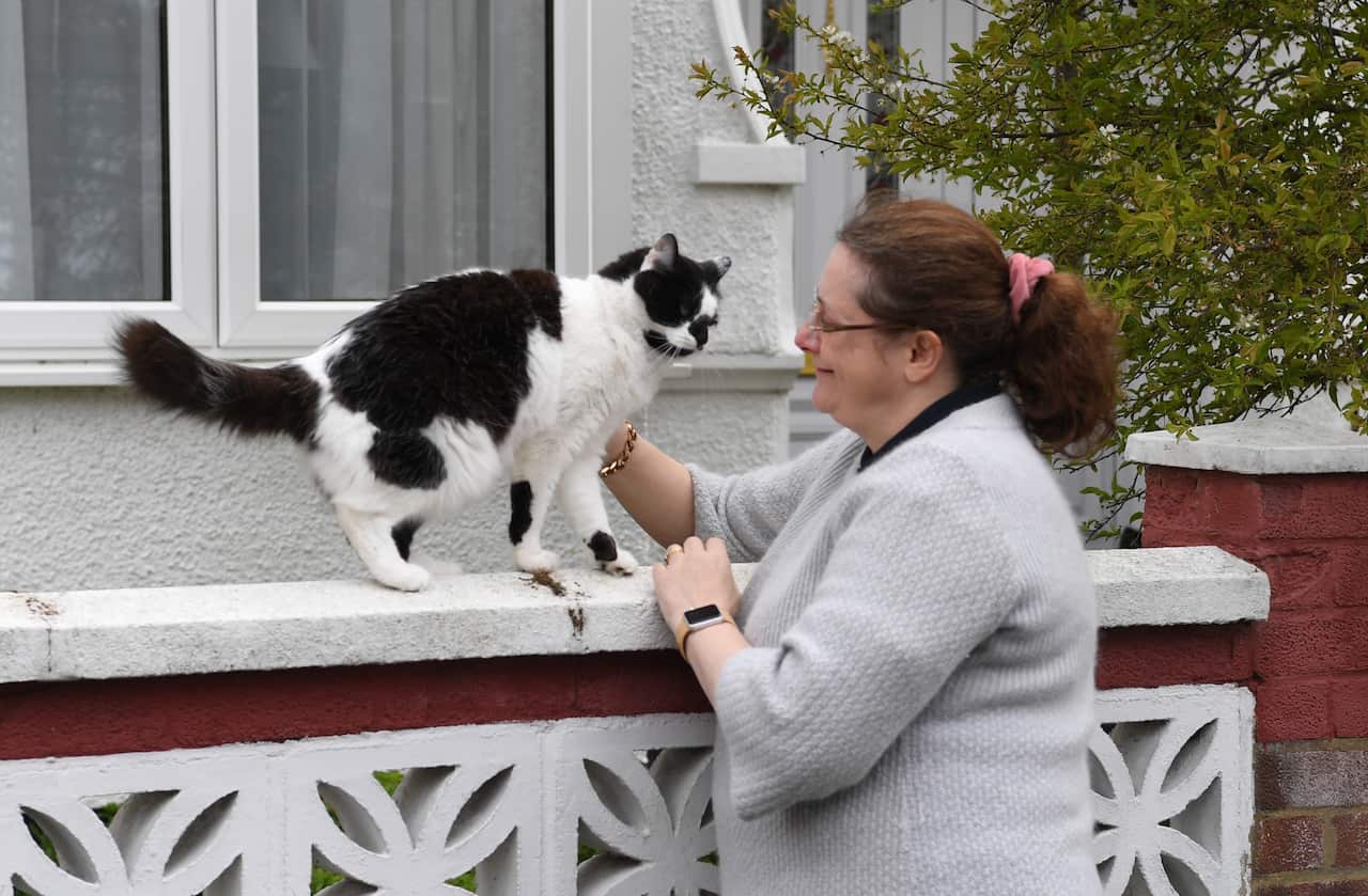 Cats can become infected with the new coronavirus but dogs appear not to be vulnerable, according to a study published on Wednesday.