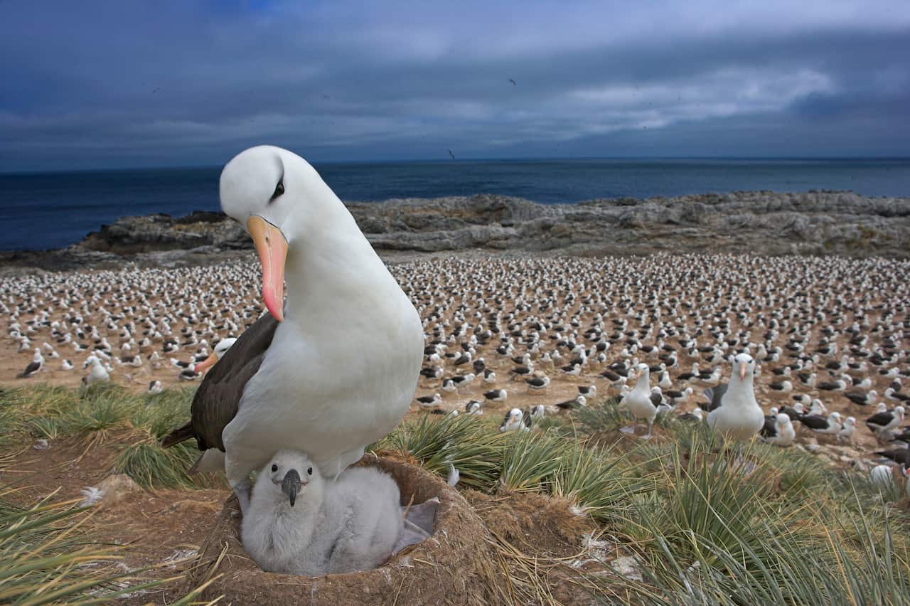 The Black-browed albatross and its chick nesting in the Falkland Islands, although this species is also found over Antarctic waters.