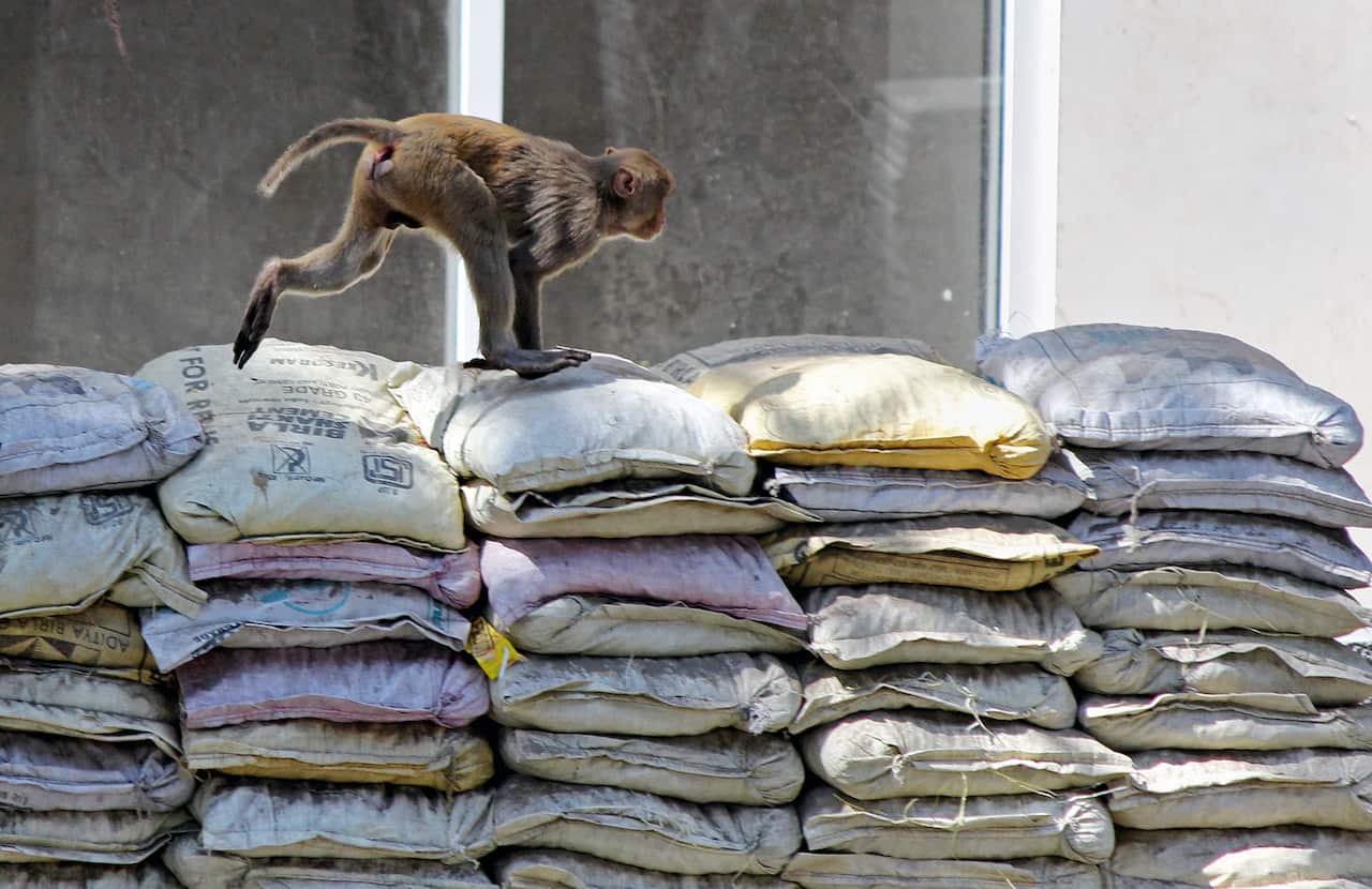 Monkey's run through New Delhi