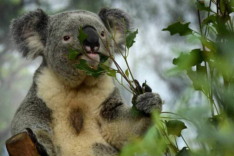 Male koala Alfie eats leaves at WILD LIFE Sydney Zoo in Sydney.