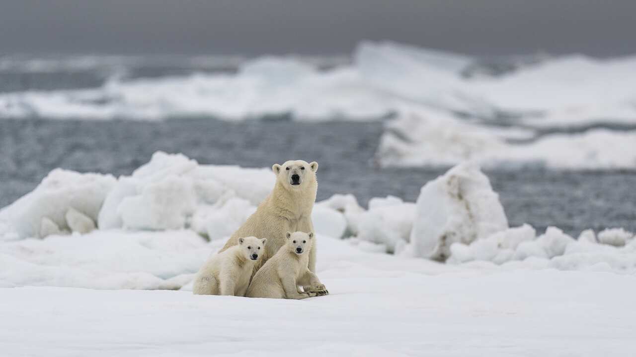 A polar bear family at Svalbard in northern Norway, 10 July, 2020.