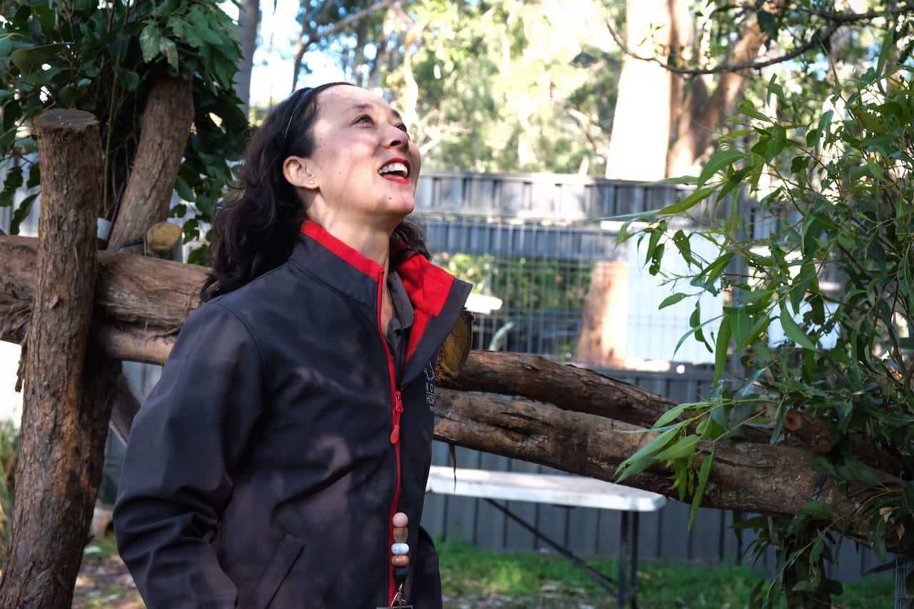 Amanda looks up at a rehabilitated koala. She became a volunteer after visiting the hospital more than a decade ago.