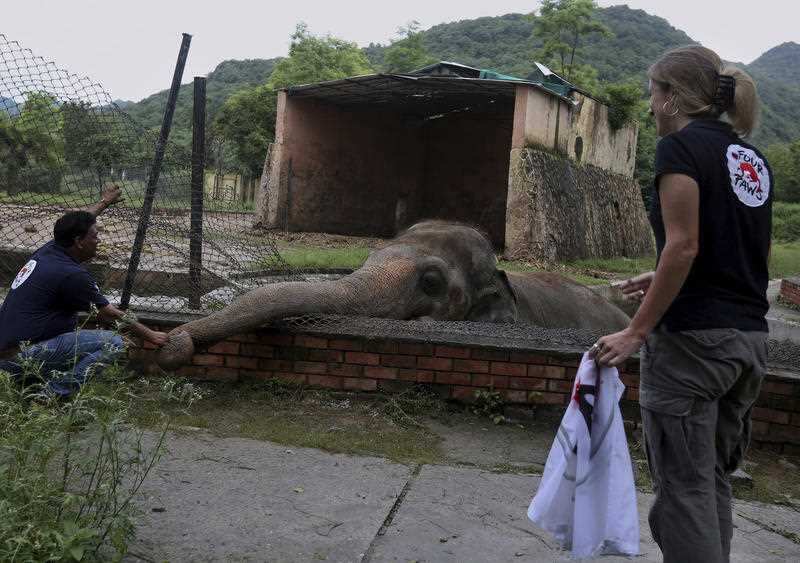 A veterinary offers comfort to 'Kaavan' prior to his examination at the the Maragzar Zoo in Islamabad, Pakistan, Friday, Sept. 4, 2020