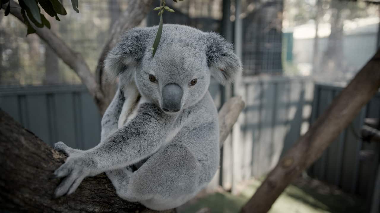 Franklin Ballina, nicknamed George Clooney f"or his good looked," will be used as part of the world first wild koala breeding program.