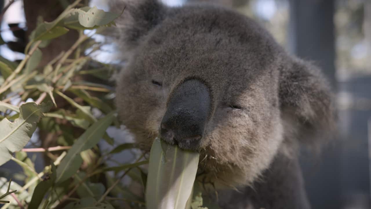 A koala at the Port Macquarie Koala Hospital enjoys a feed.