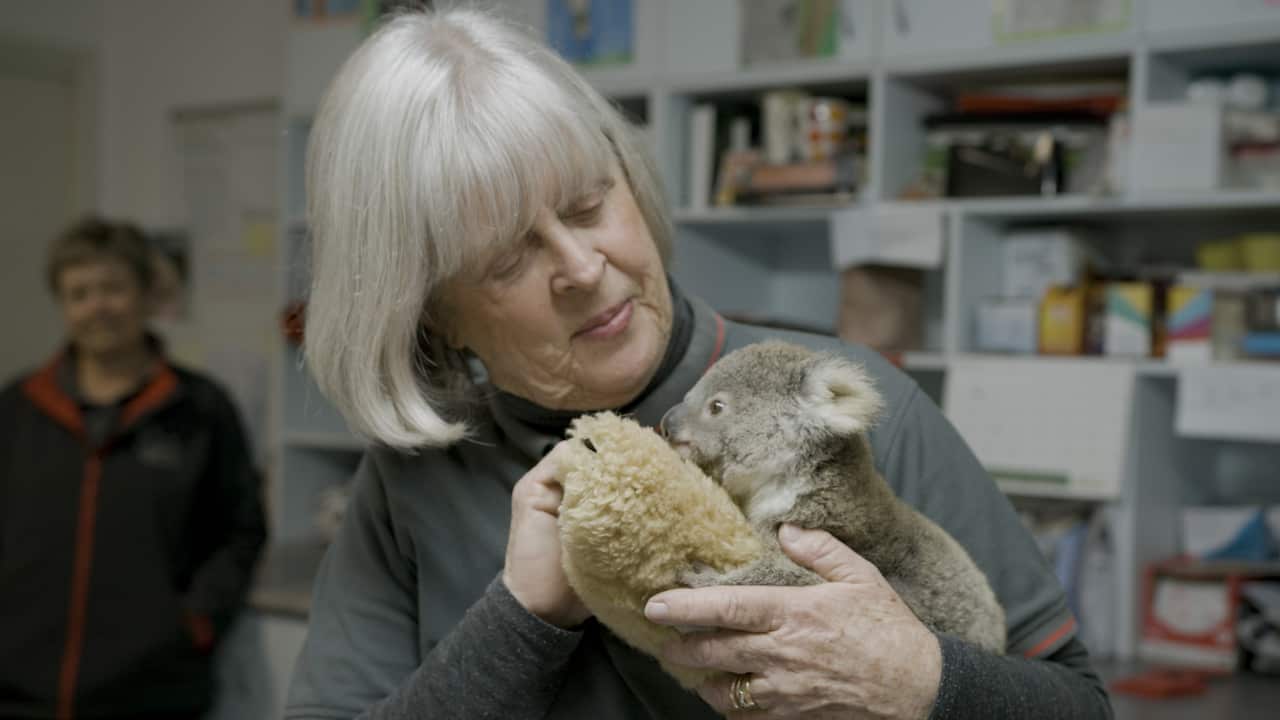 An orphaned joey being cared for by a volunteer.