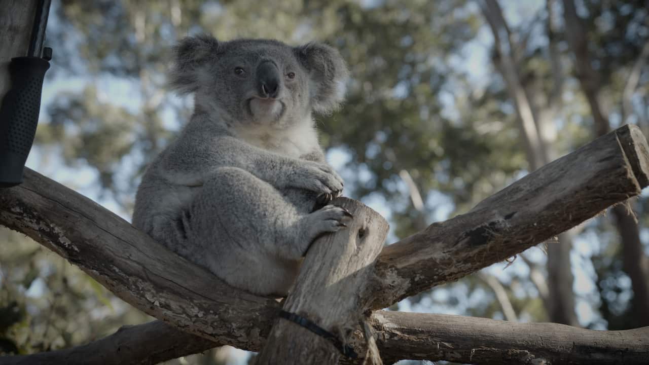 A koala at the Port Macquarie Koala Hospital.