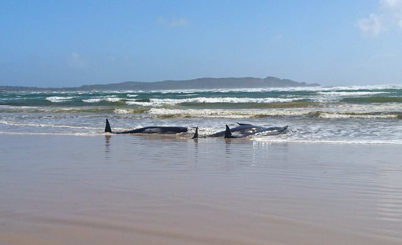 A pod of whales, believed to be pilot whales, that have become stranded on a sandbar at Macquarie Harbour, near Strahan, on Tasmania's west coast.