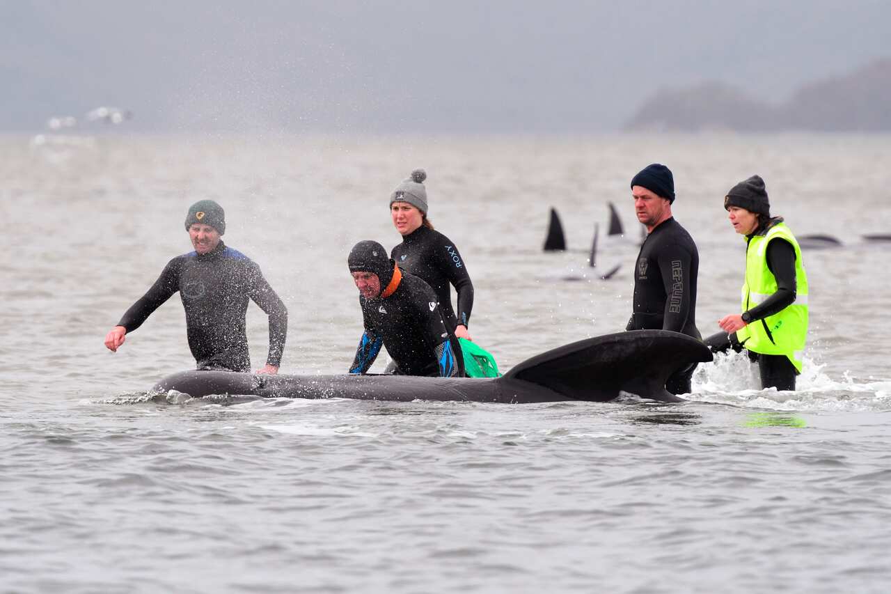Members of a rescue crew stand with a whale on a sand bar near Strahan, Australia.