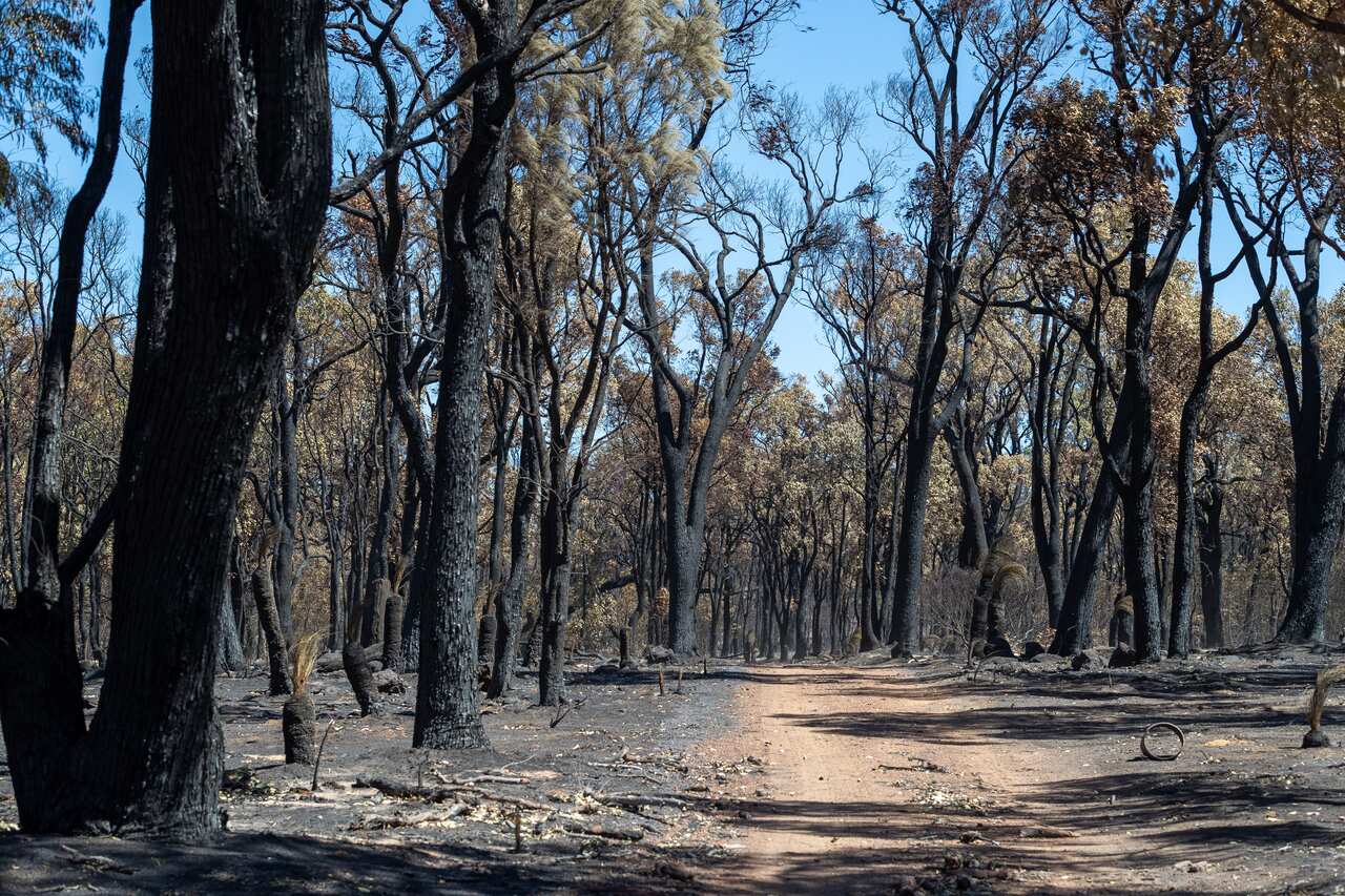 Trees destroyed by bushfire are seen on Dinsdale Road, Gidgegannup in Perth, Thursday, February 4, 2021. An out-of-control bushfire in Perth's northeast has destroyed more than 70 homes. (AAP Image/Richard Wainwright) NO ARCHIVING