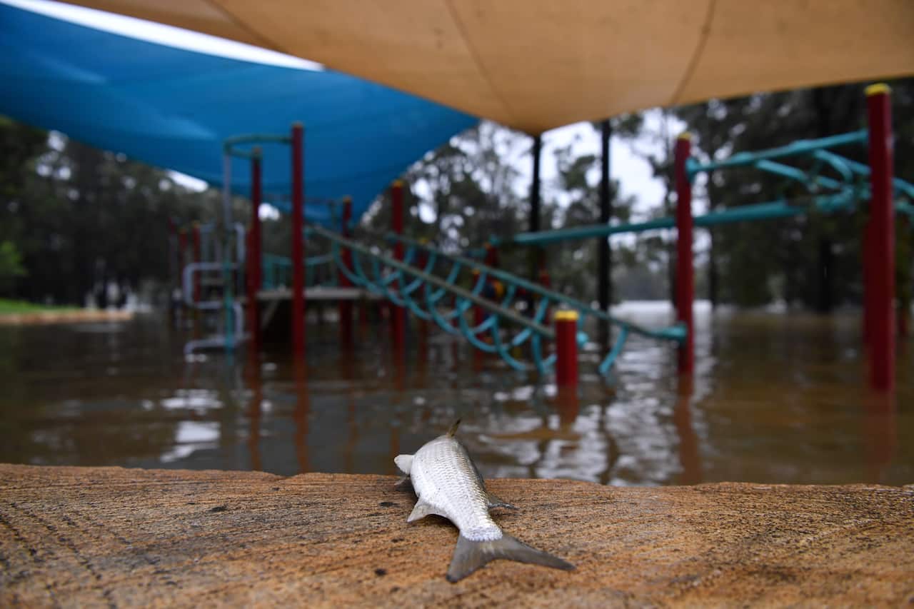 A dead fish at a playground on the banks of the flooded Nepean River at Trench Reserve at Penrith