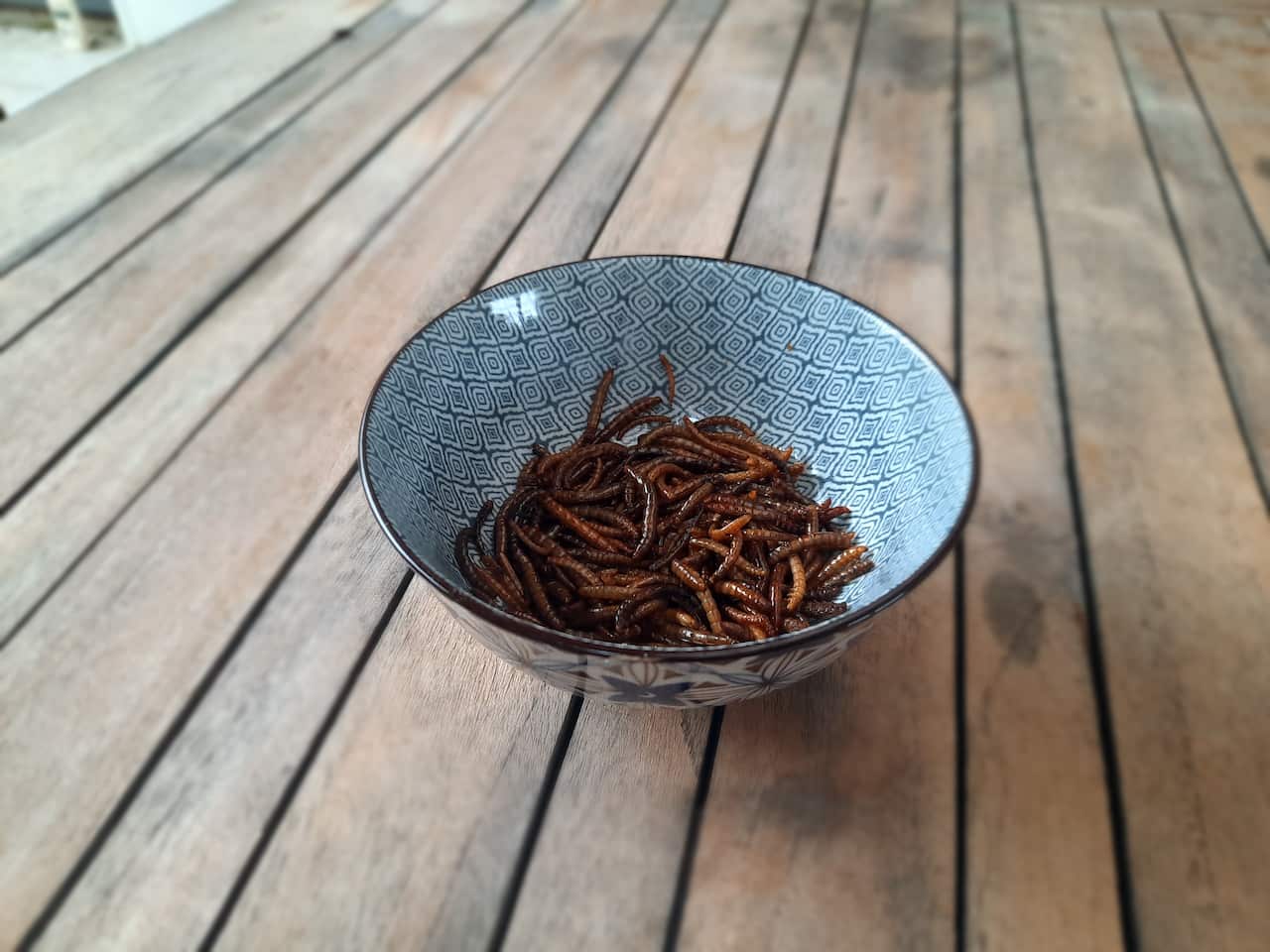 A bowl of fried mealworms from Matthew's farm