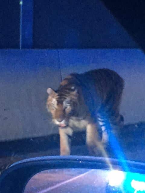 A tiger was shot dead in Atlanta after it attacked a dog.