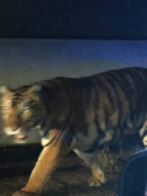 A tiger has been shot dead after it attacked a dog in the backyard of a suburban Atalnta home in the United States. Police are determining where the tiger came from.