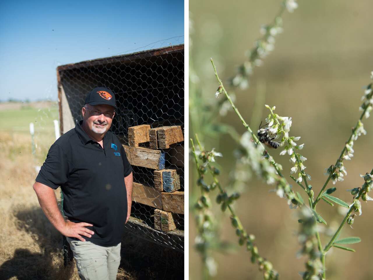 Jim Watts, left, and a leafcutter at work.