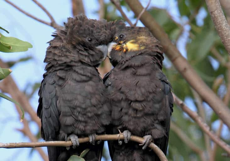 Glossy Black-Cockatoos. 