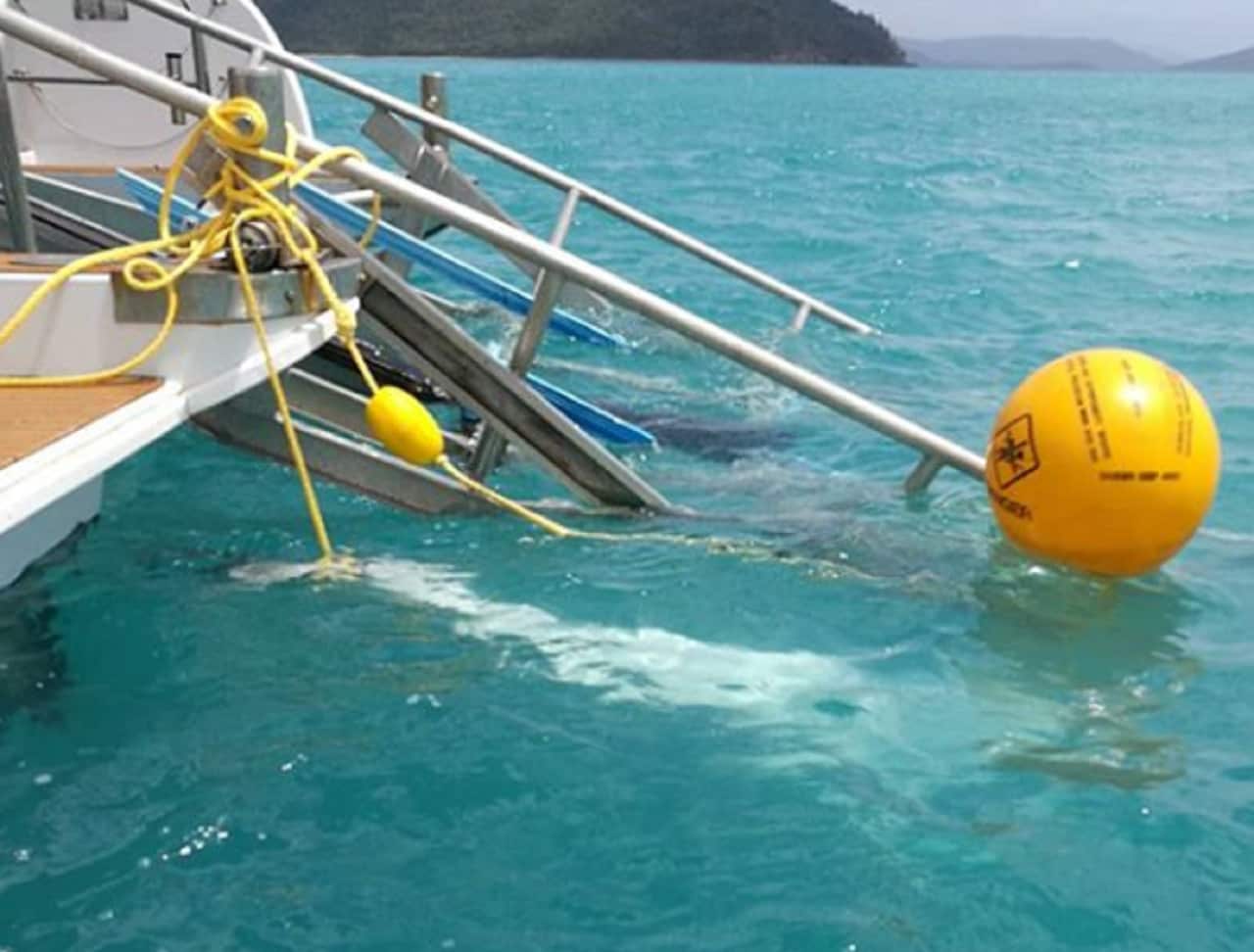 Two sharks have been killed near the sites of the attacks.