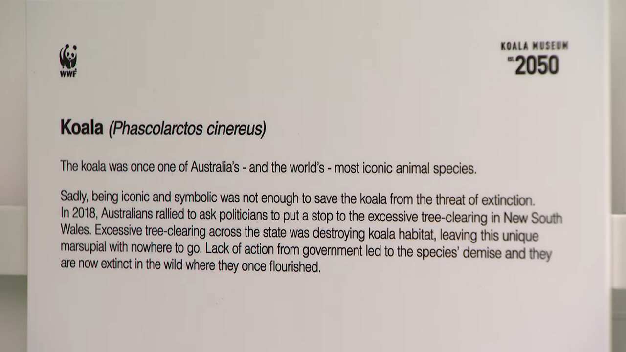 WWF Australia has imagined a future without koalas.
