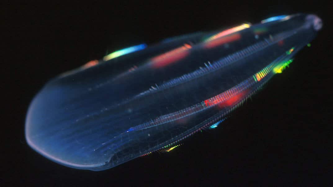 How deep sea creatures emit their own light