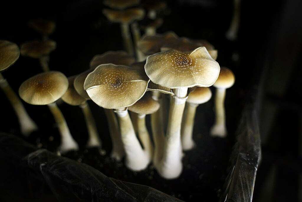 Researchers are giving religious leaders psychedelic drugs in the interest of science
