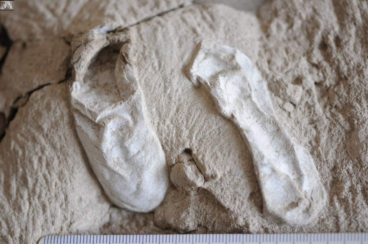 Sixteen of the eggs contained fossilized remains of a pterosaur species known as Hamipterus tianshanensis.