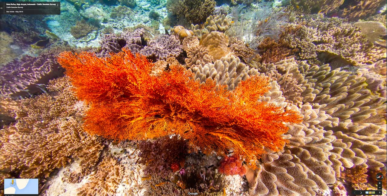 Coral at Raja Ampat.