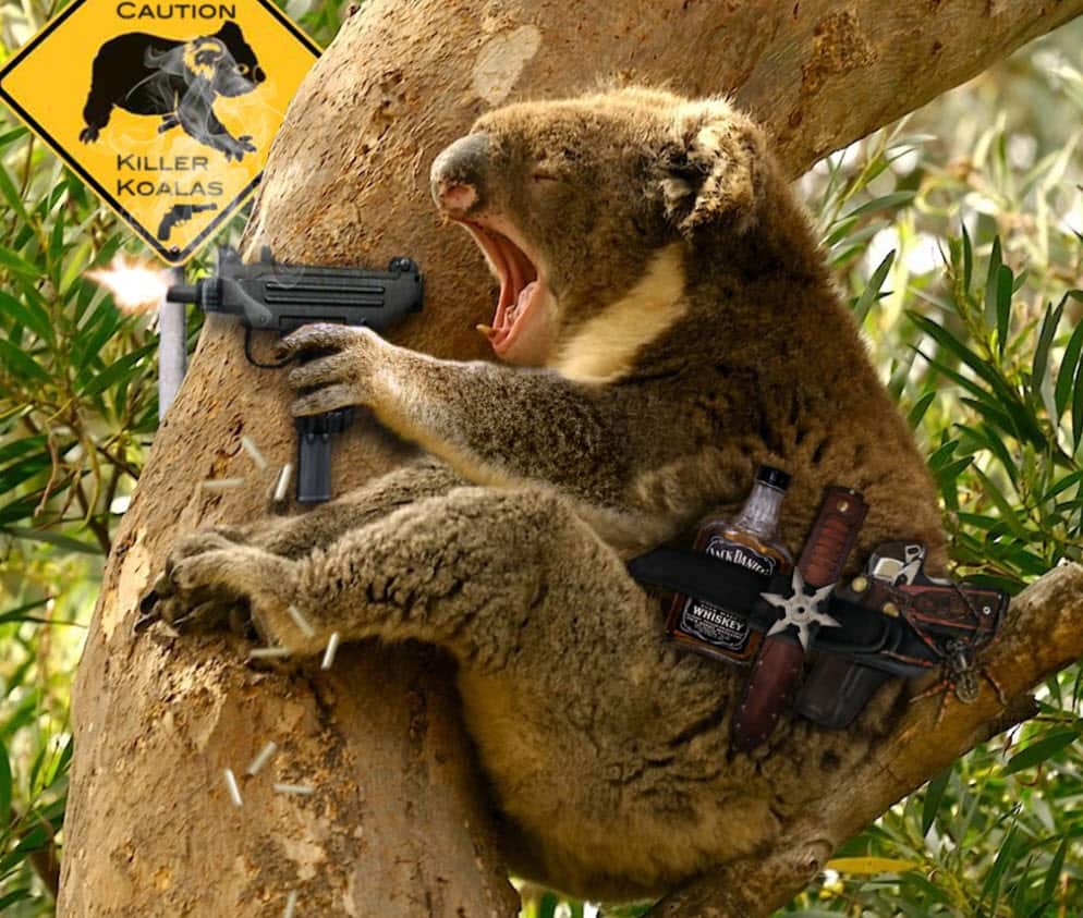 Koala