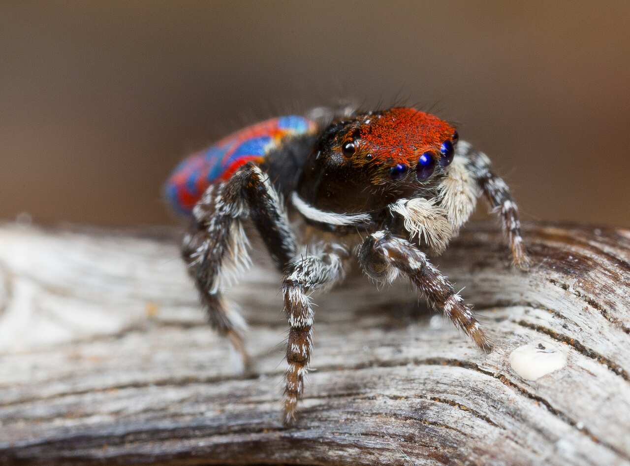 peacock spider Maratus