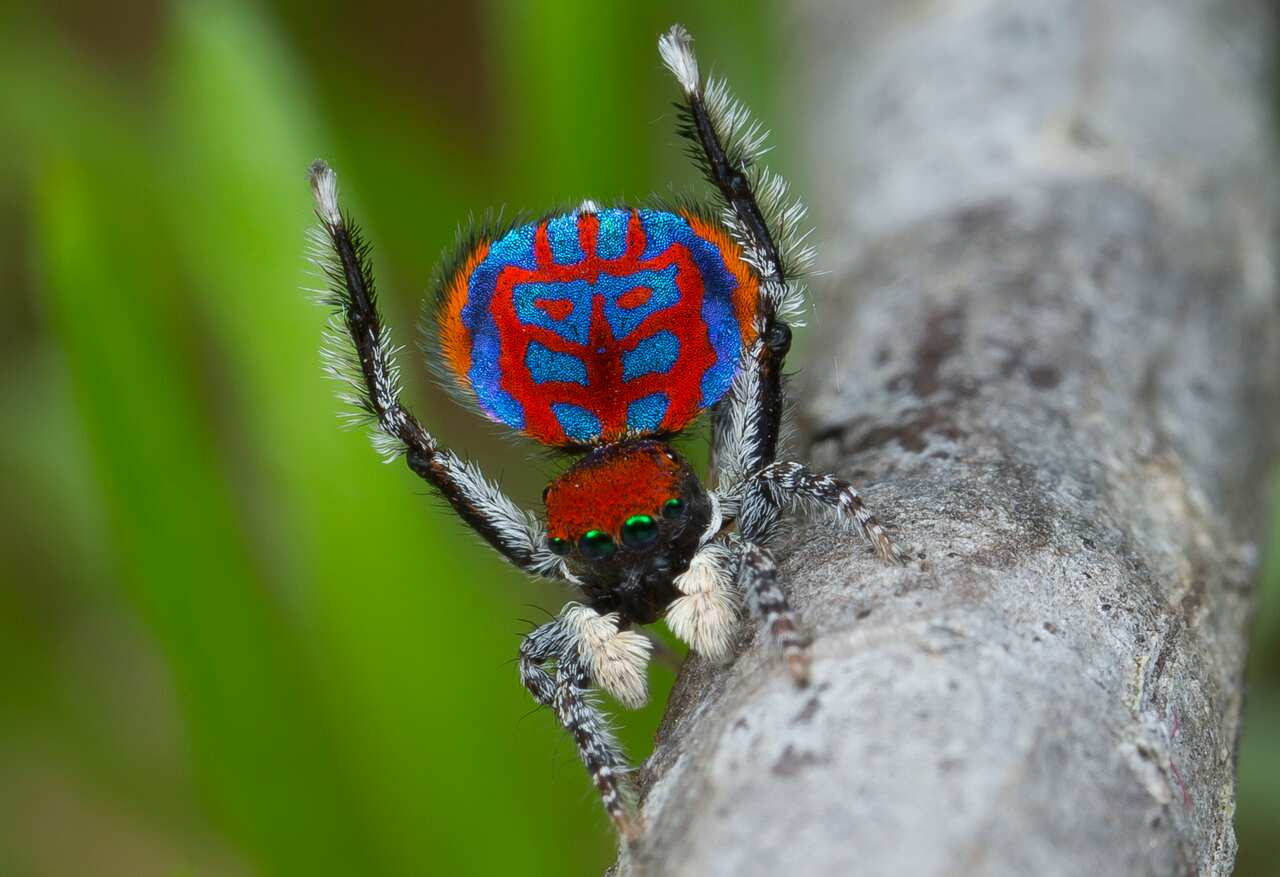 peacock spider Maratus