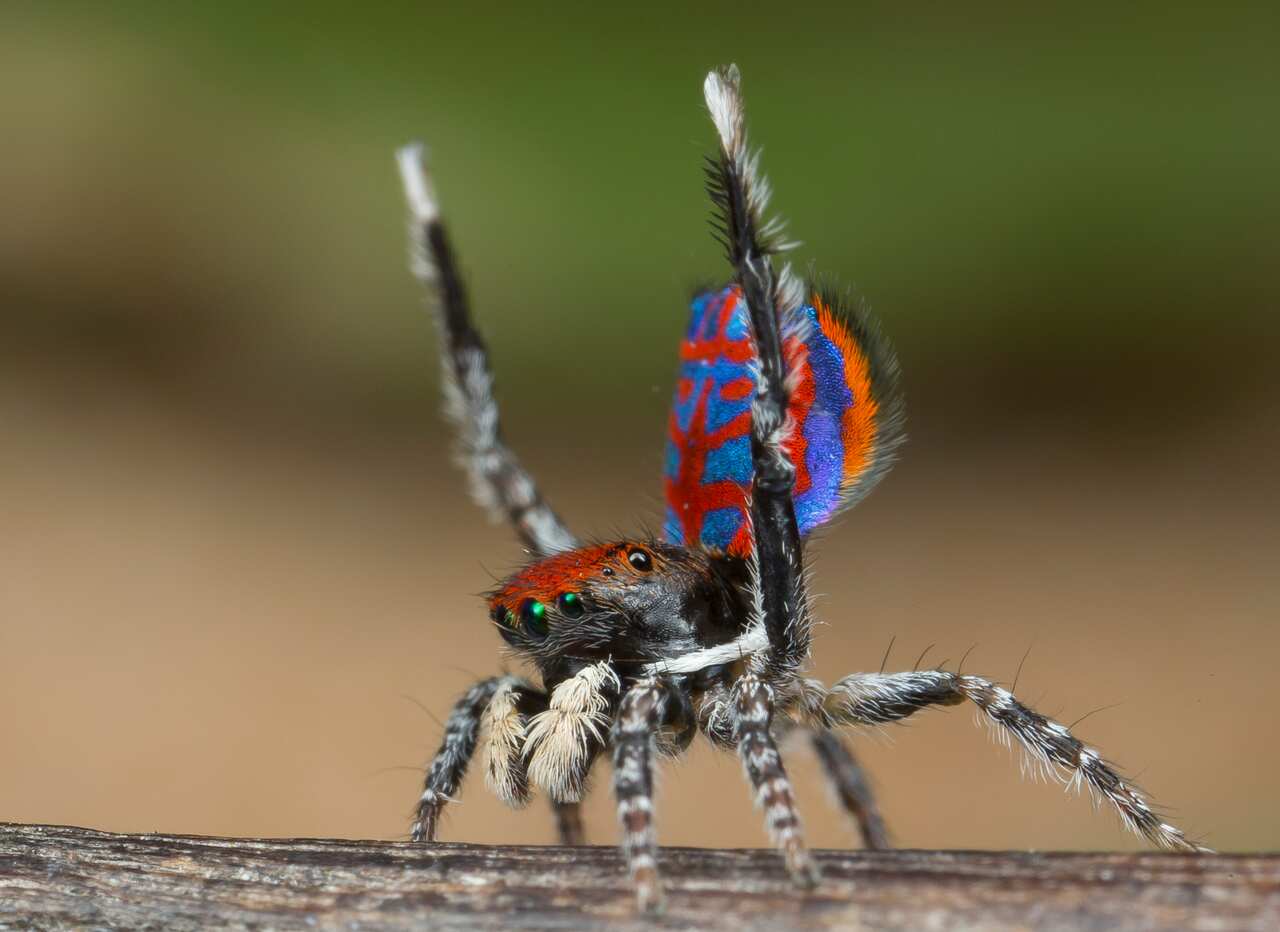 peacock spider Maratus