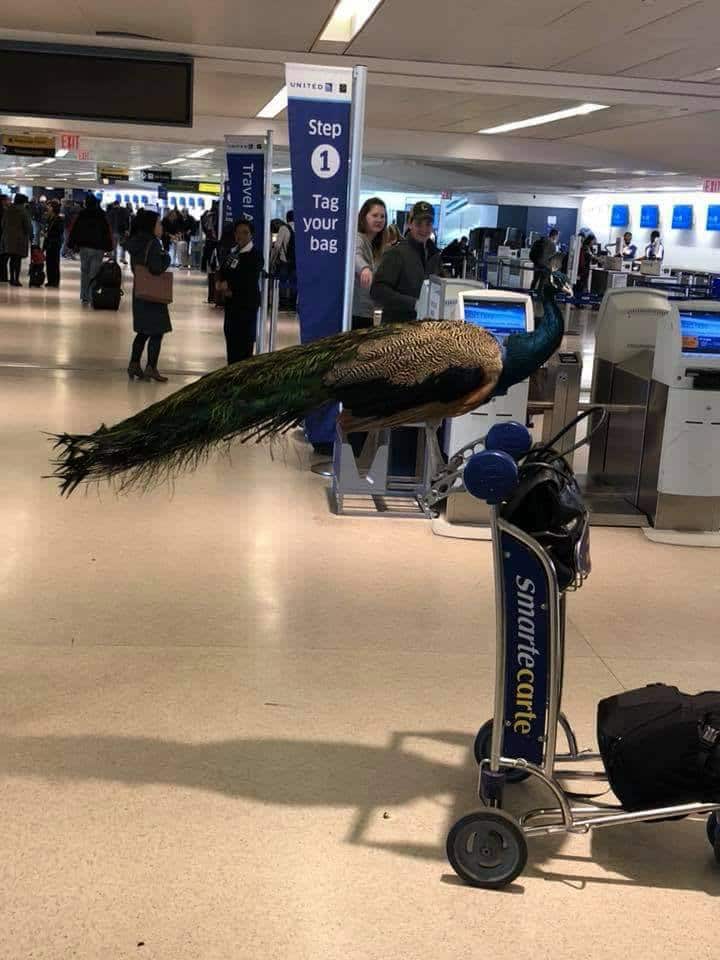 A peacock was denied entry onto a flight.