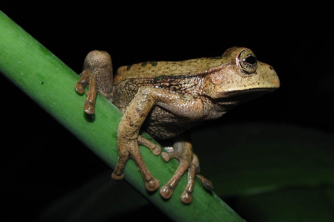 Espada’s marsupial frog, near the Gocta Waterfall in the Chachapoyas province of Peru.