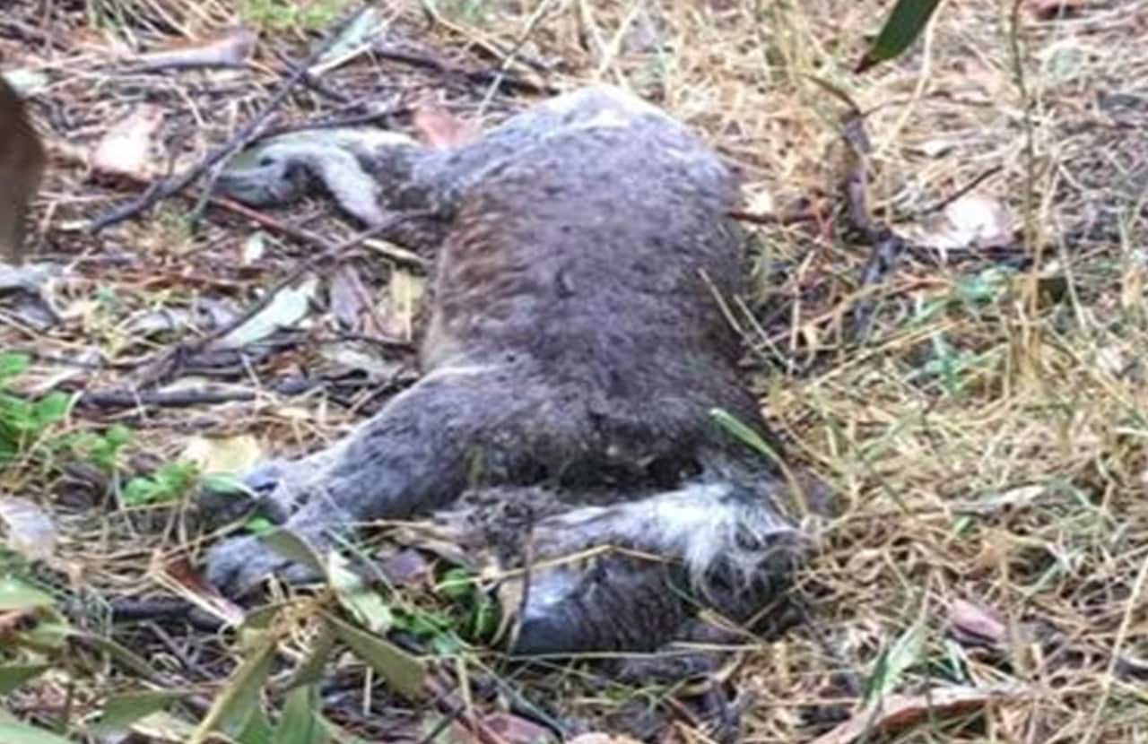 One of the dead koalas at the site.
