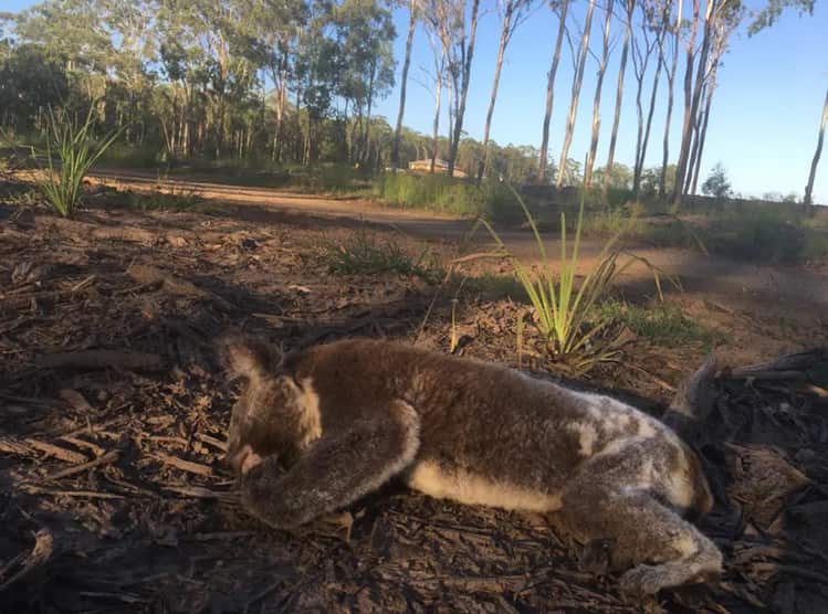 A dead koala outside Ipswich, Queensland. Environmentalists attributed the death to land clearing.