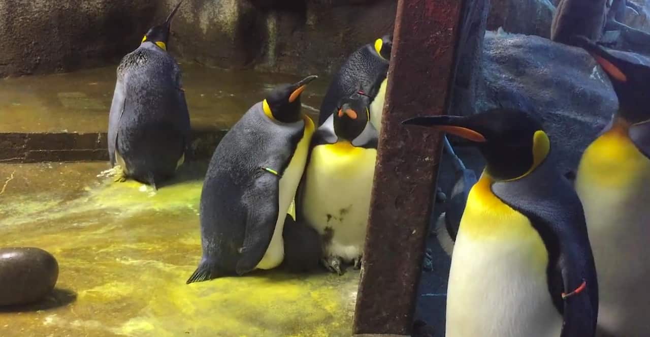 Global wildlife populations have fallen by 60 per cent since 1970.