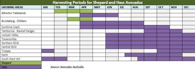 Supplied by Avocados Australia