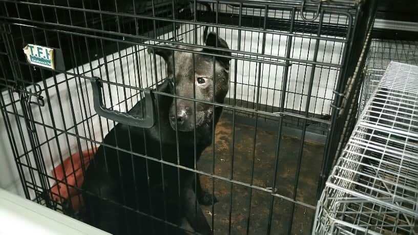 A dozen neglected dogs were rescued from squalid conditions at a Salisbury puppy farm