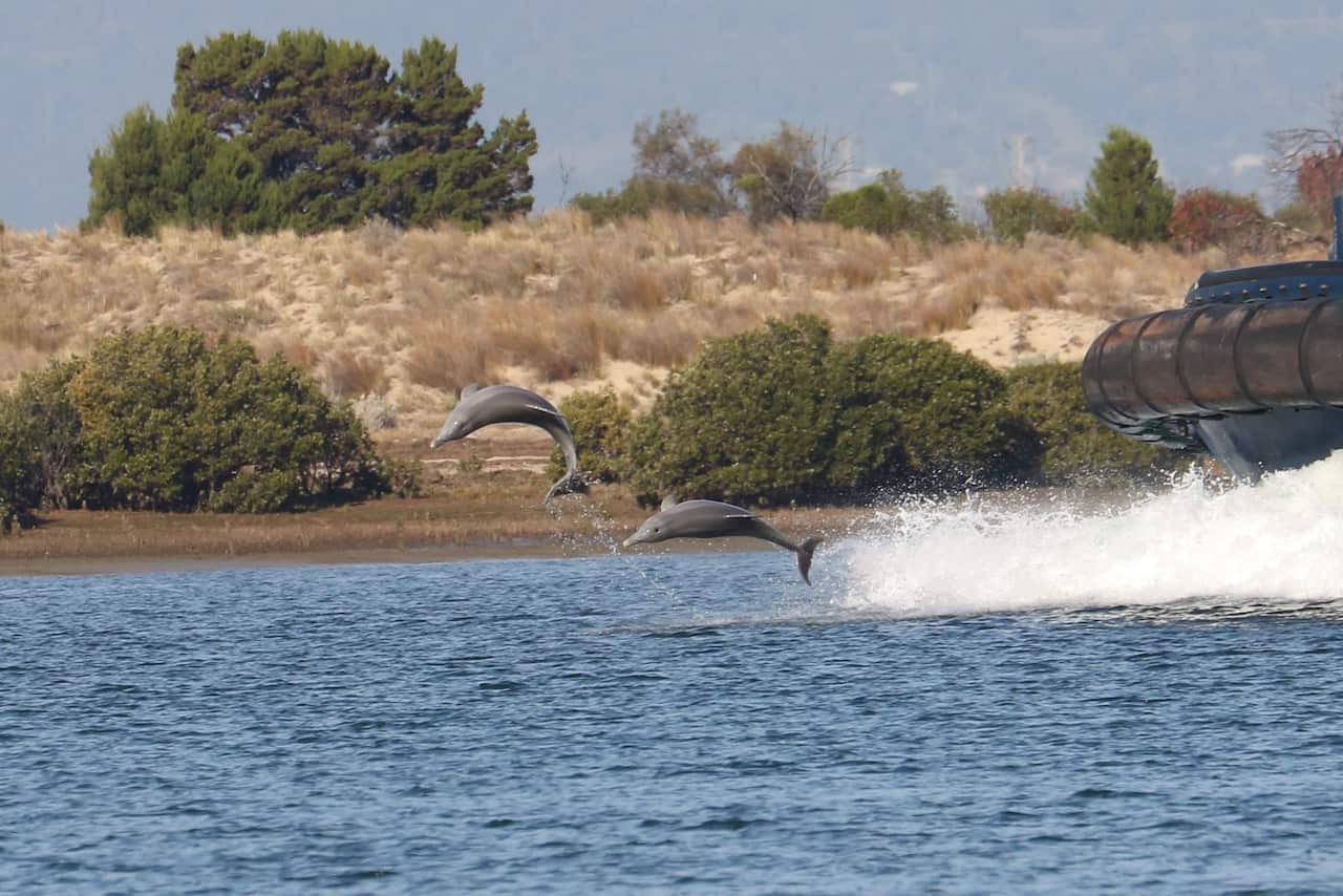 Adelaide river dolphins